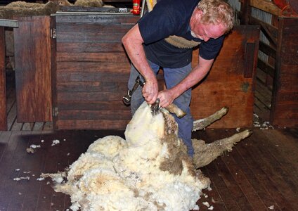 Shear agriculture livestock