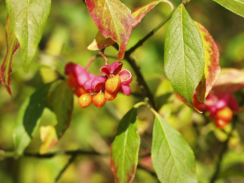 Orange red ornamental shrub