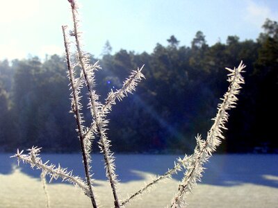 Cold winter shrubs