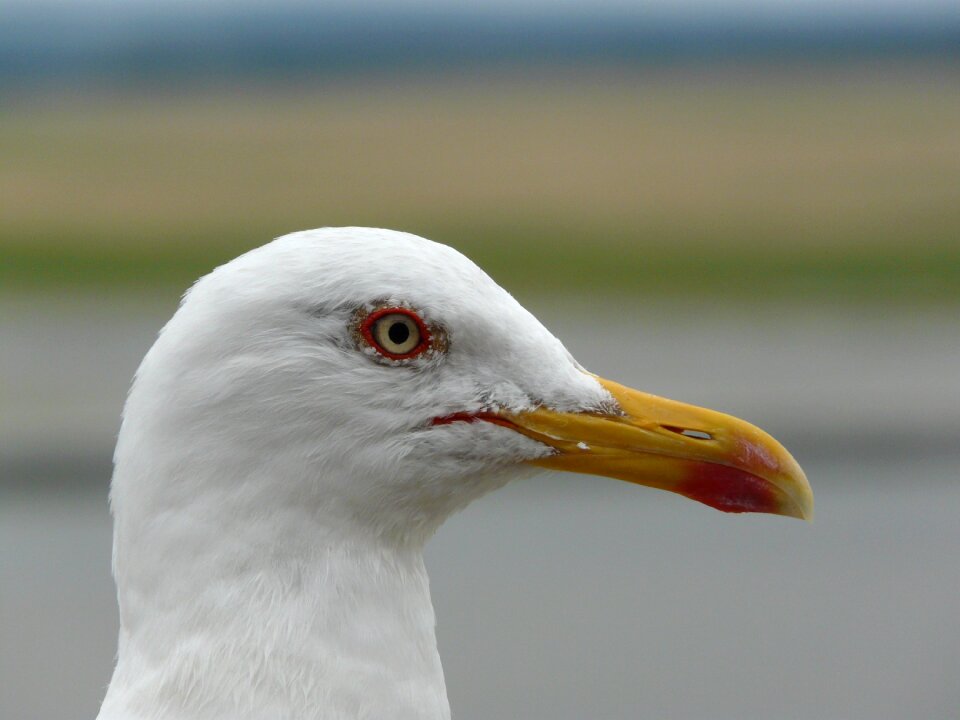 Sea ​​bird ornithology fauna