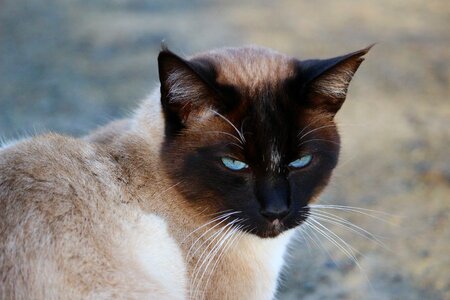 Mieze breed cat cat's eyes photo