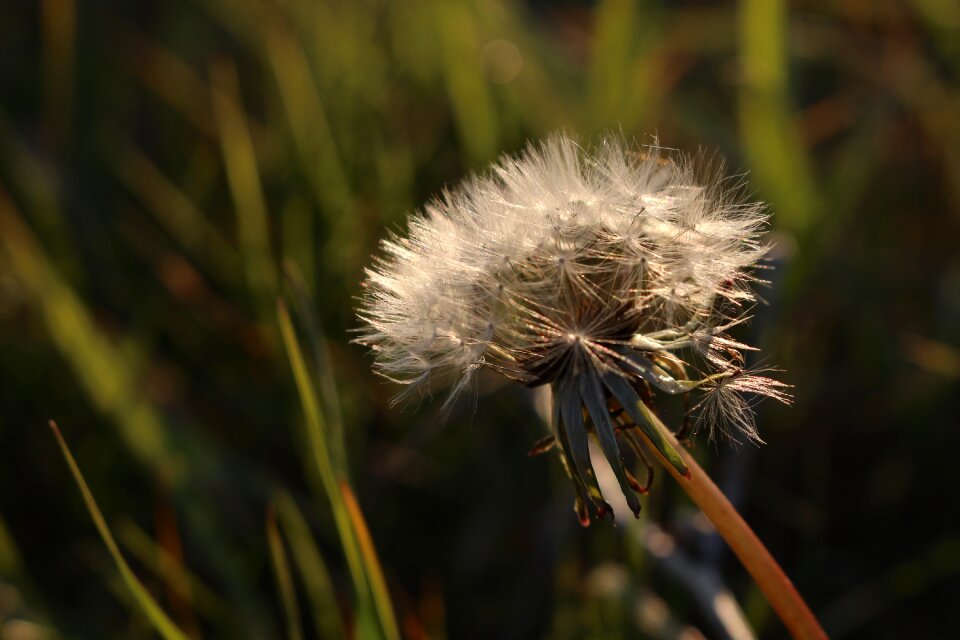 Prato flowers grass