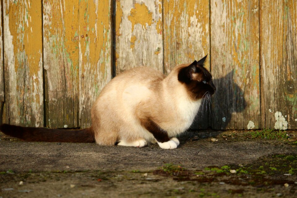 Breed cat grass wall