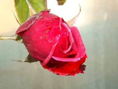 Flower petals drops