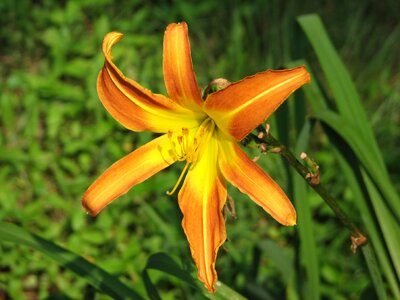 Orange flower orange flower photo