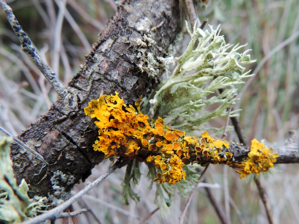 Forest bark lichens
