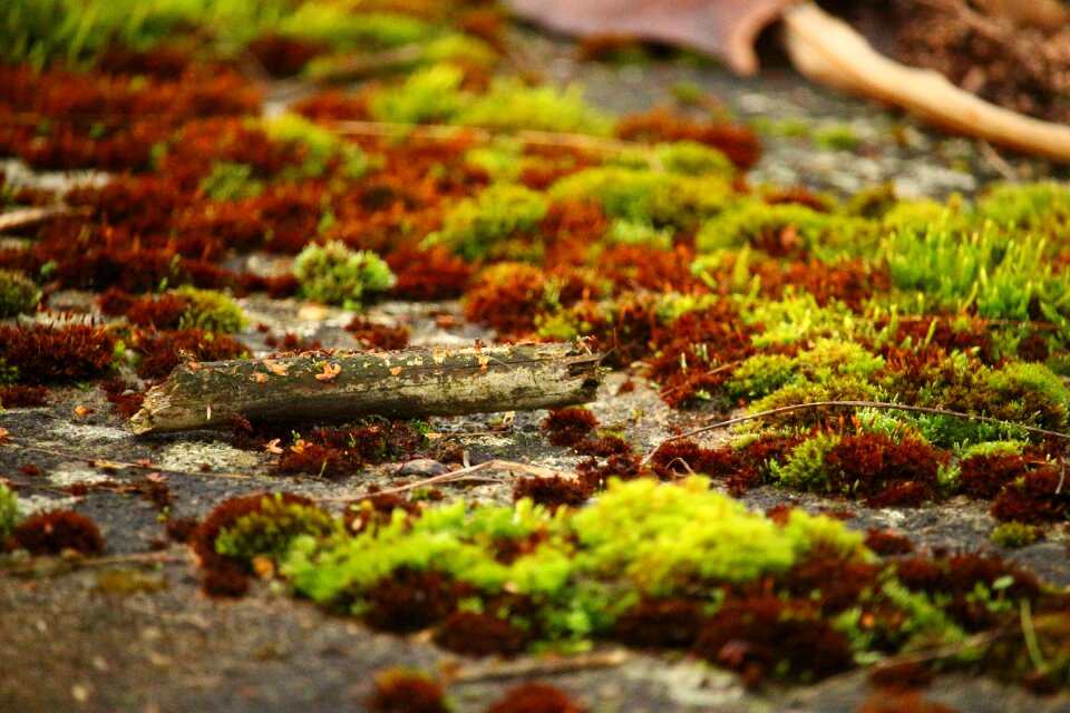 Stone weathered nature