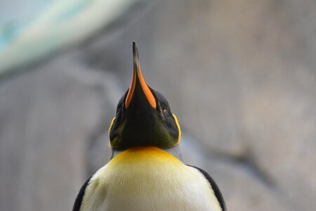 Animal tiergarten zoo