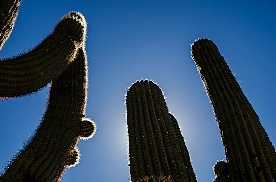 Backlight cardón sky