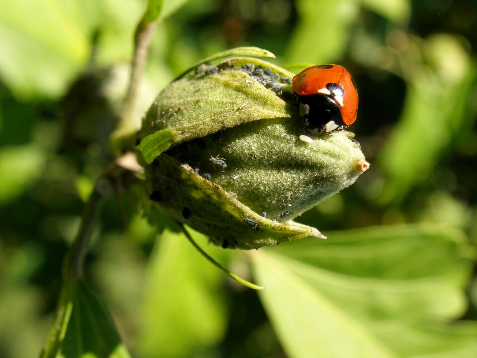 Ladybug insect spring