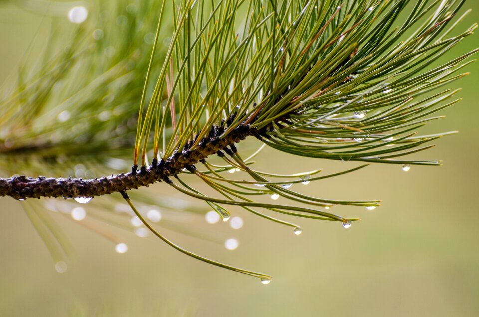 Pine needles green