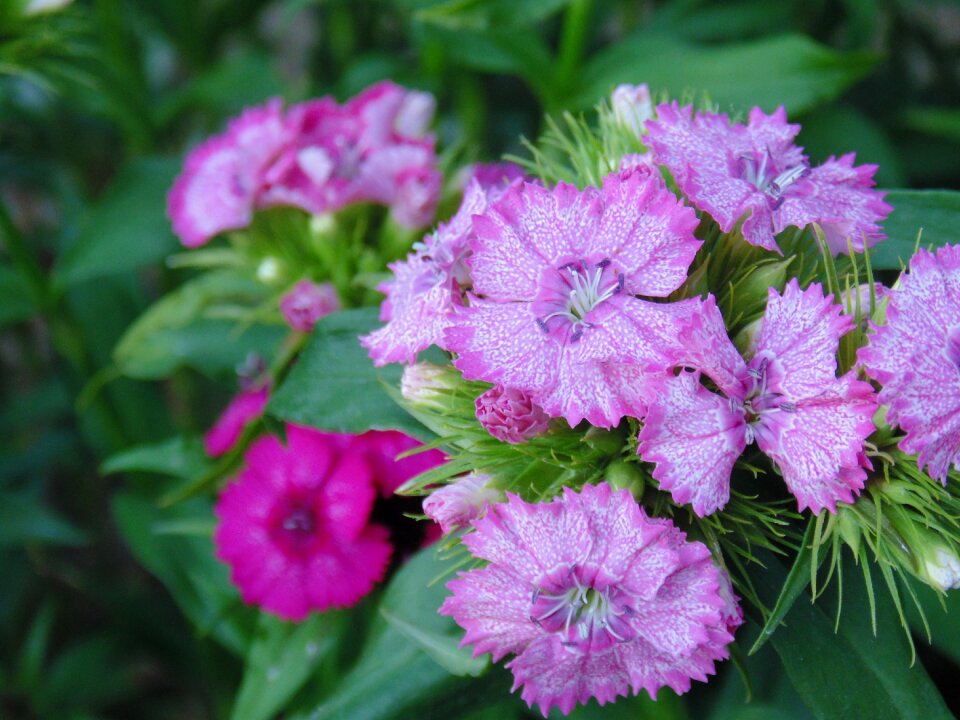 Green pestle small pink flower
