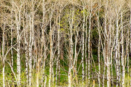 Texture nature tree