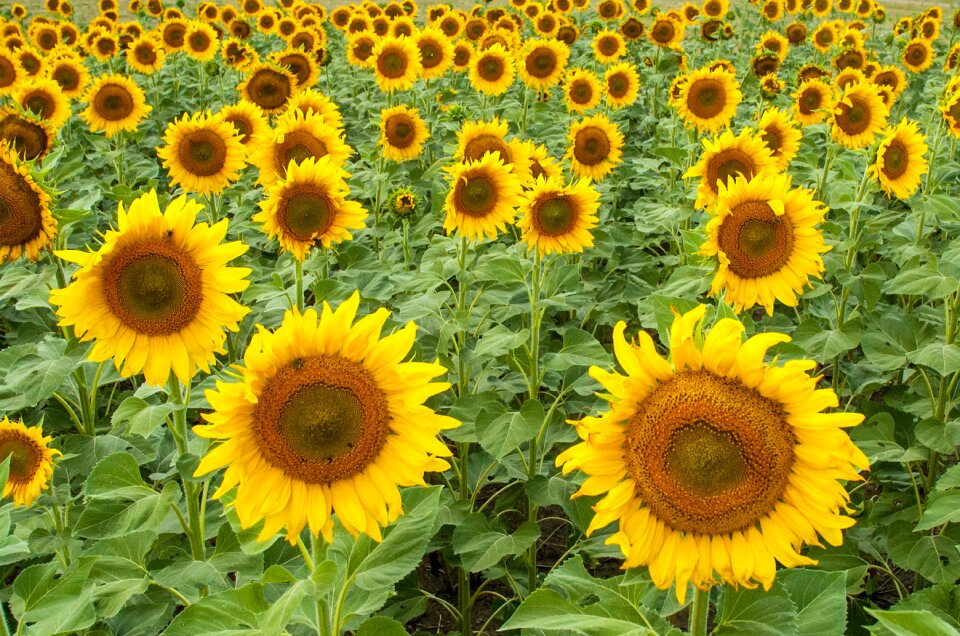 Field flower plant