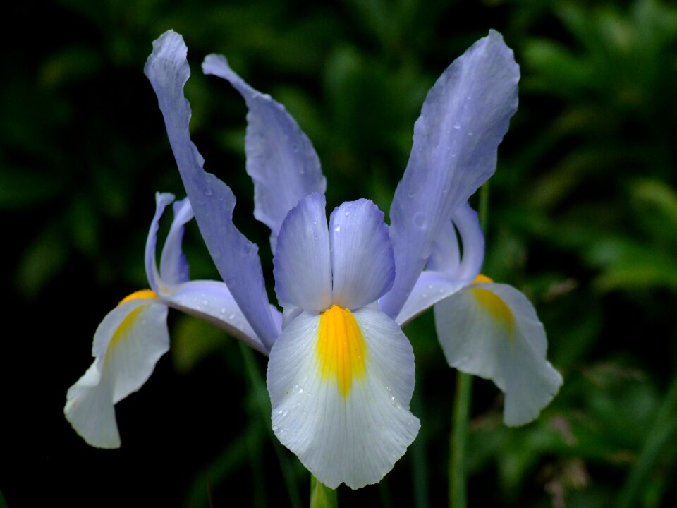 Bloom plant macro