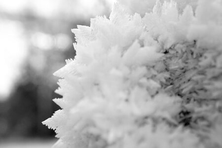 Frost cold winter photo