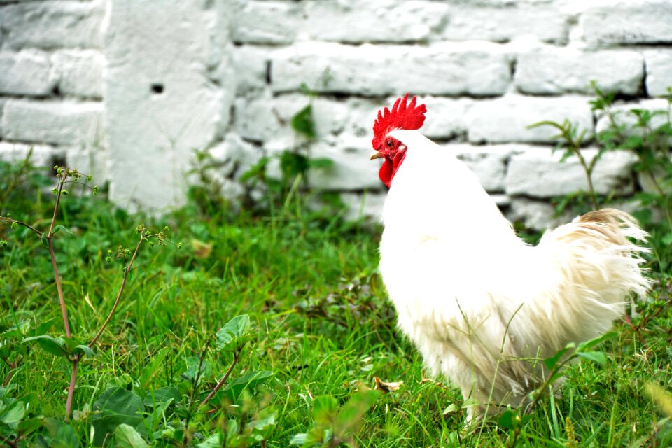 Gallo feathers farm photo