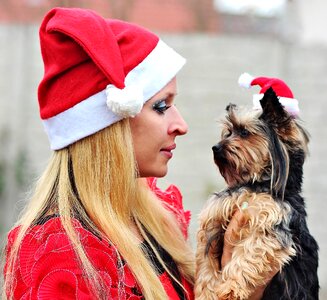 Portrait yorkshire terrier christmas photo