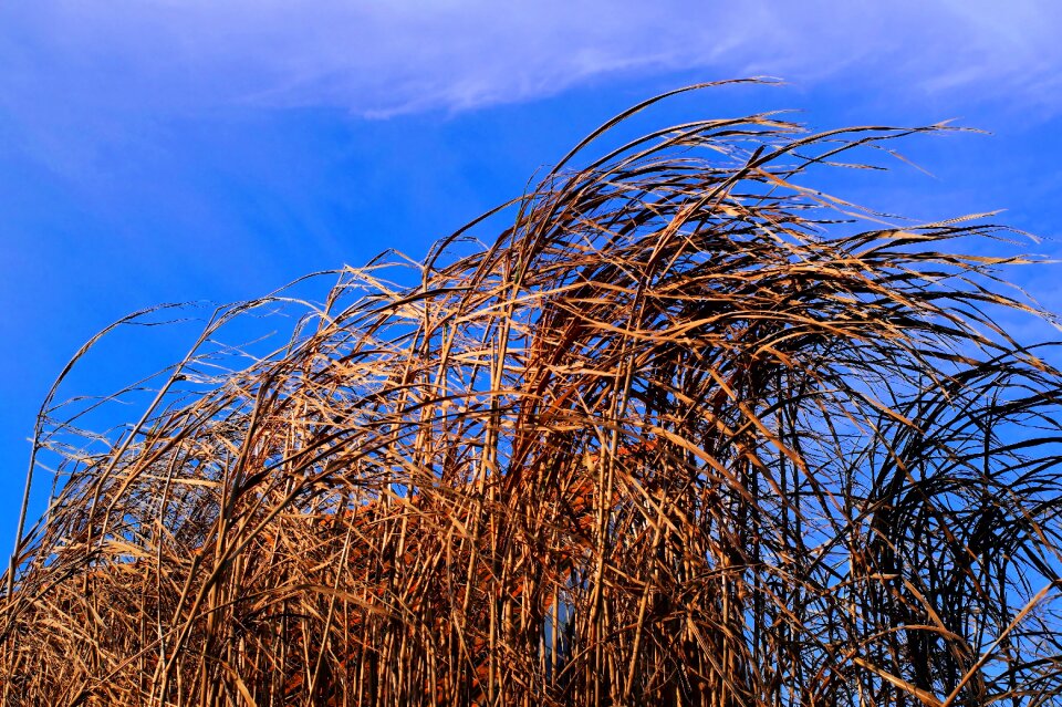 Marsh plant sky deris