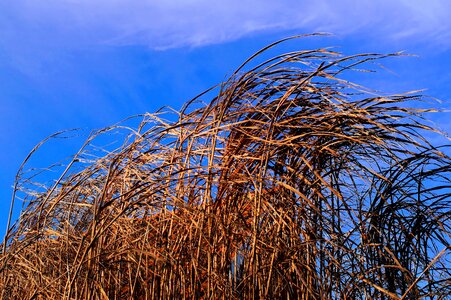 Marsh plant sky deris