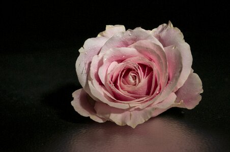 Flower pink flower pink rose photo