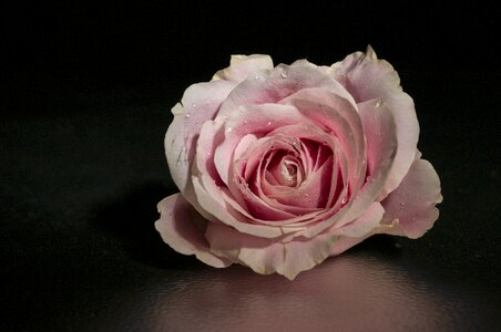 Flower pink flower pink rose