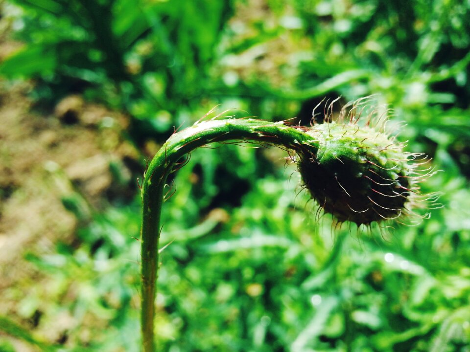 Flower macro plant