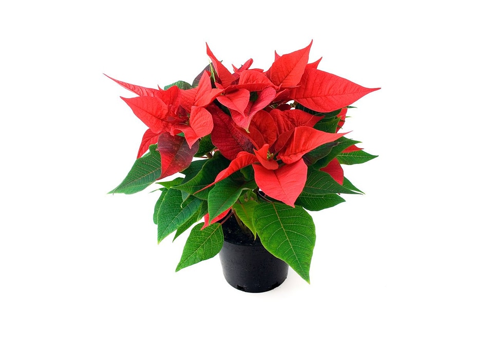Rose holiday green