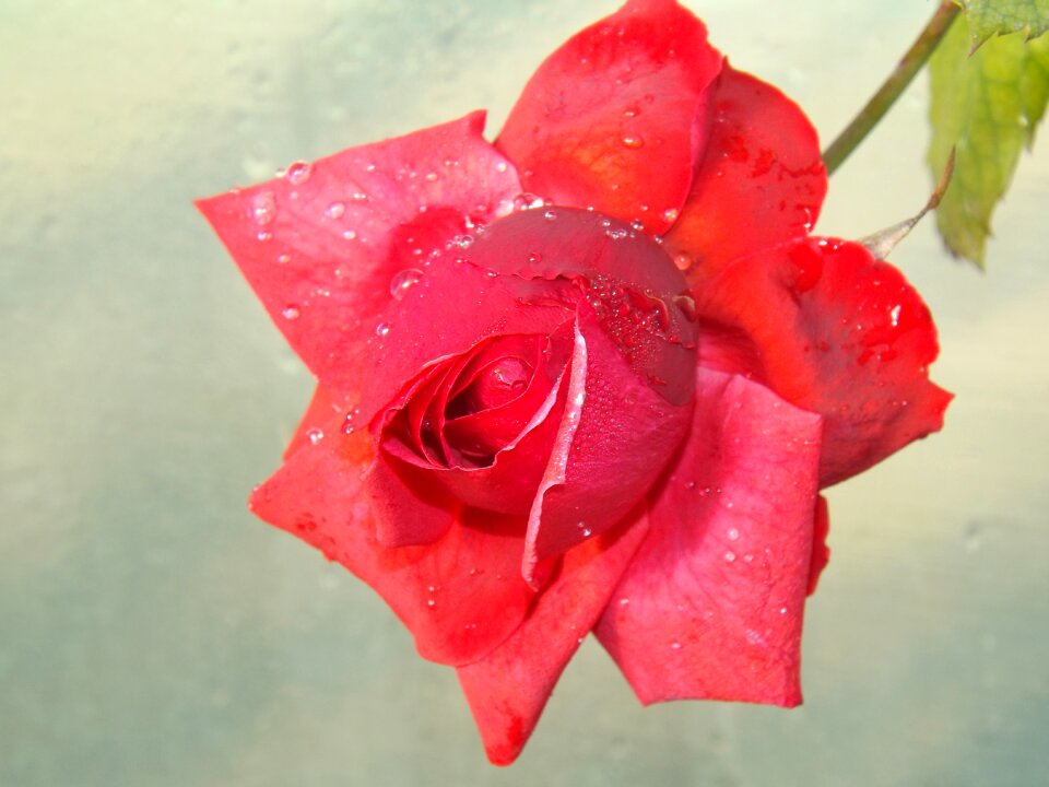 Flower petals drops