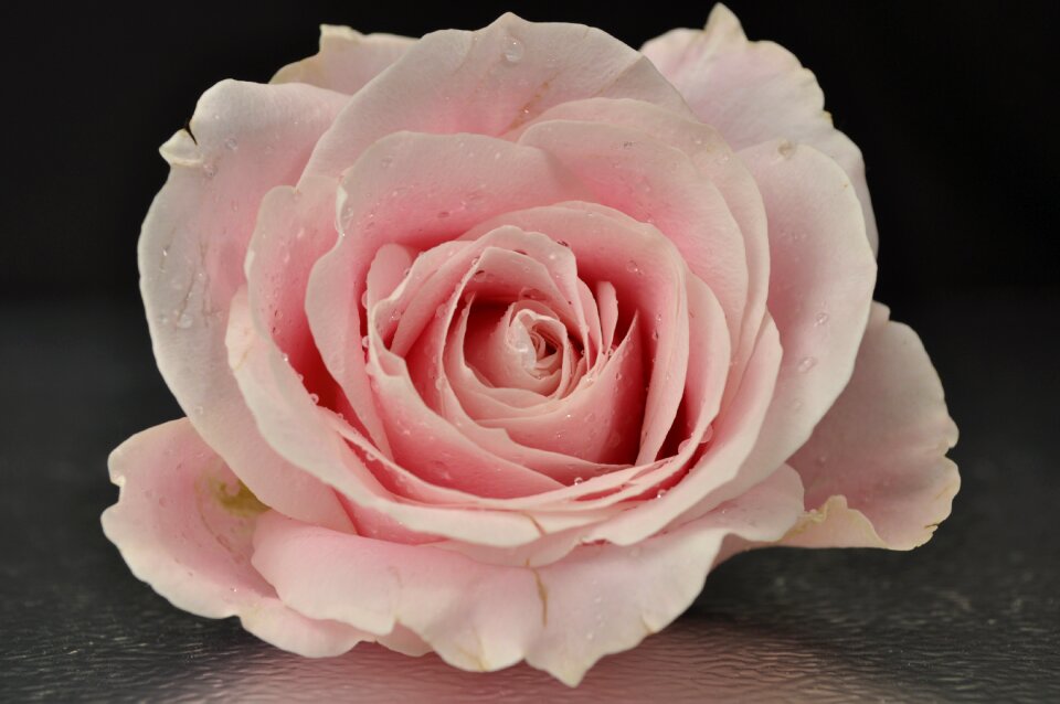 Flower pink flower pink rose