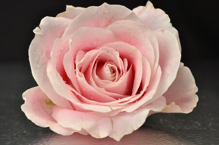 Flower pink flower pink rose