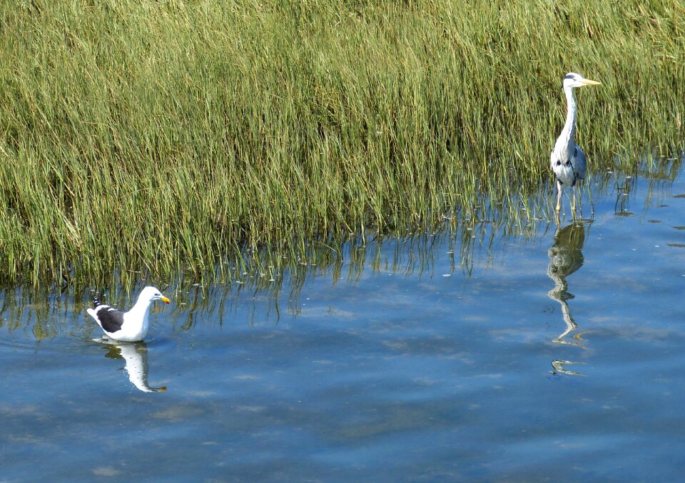 Coast heron bird