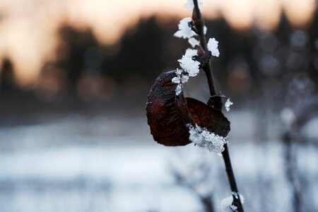 Winter frozen frost