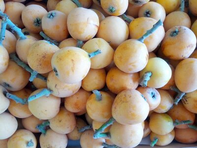 Medlar nisperero medlar fruit