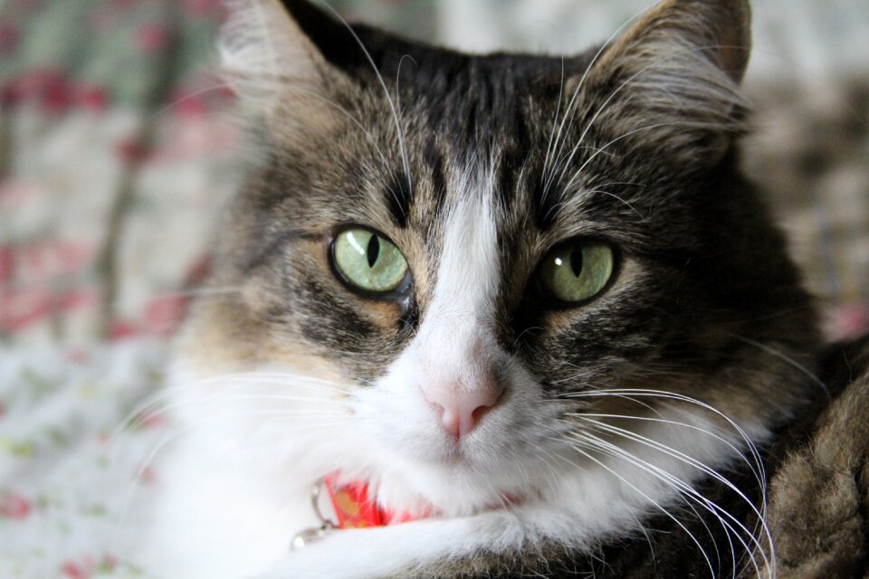 Feline stopped cat face animals