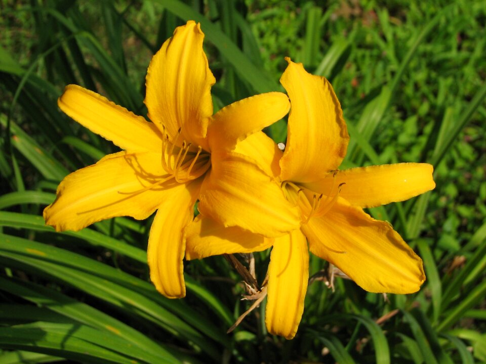 Yellow flowers blossom
