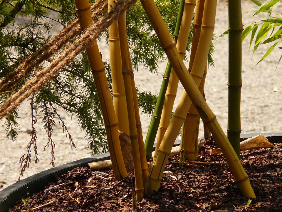 Aureocaulis plant wood