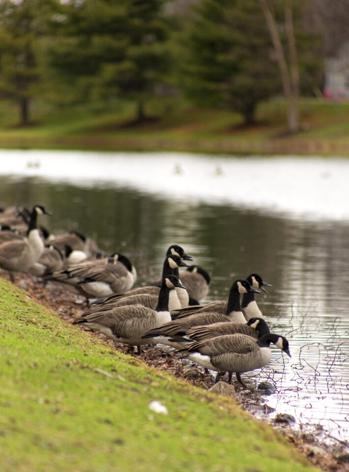 Nature wildlife animal