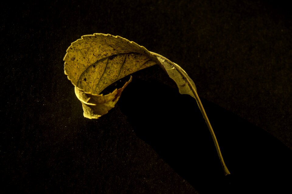 Dry leaf yellow sheet nature photo