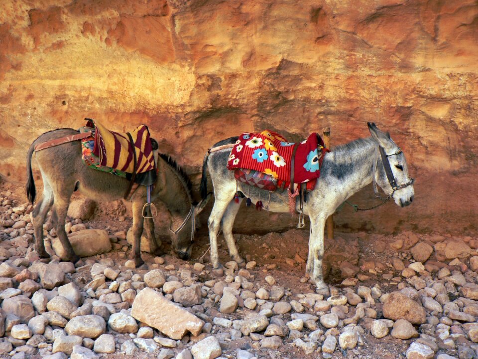 Donkeys path vehicle