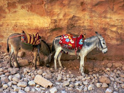 Donkeys path vehicle