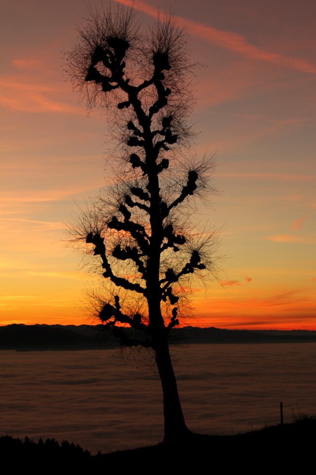 Tree oak sunset