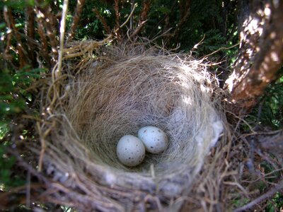 Eggs bird's nest bird