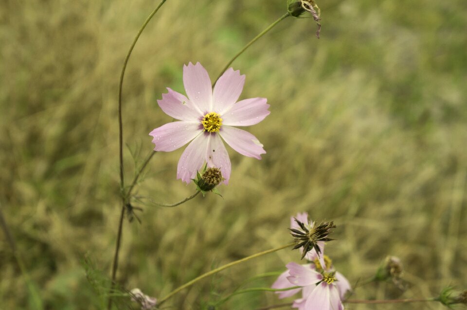 Nature lilac wild