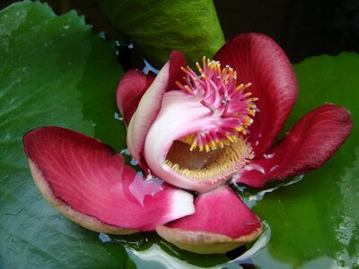 Asia plant southeast asia
