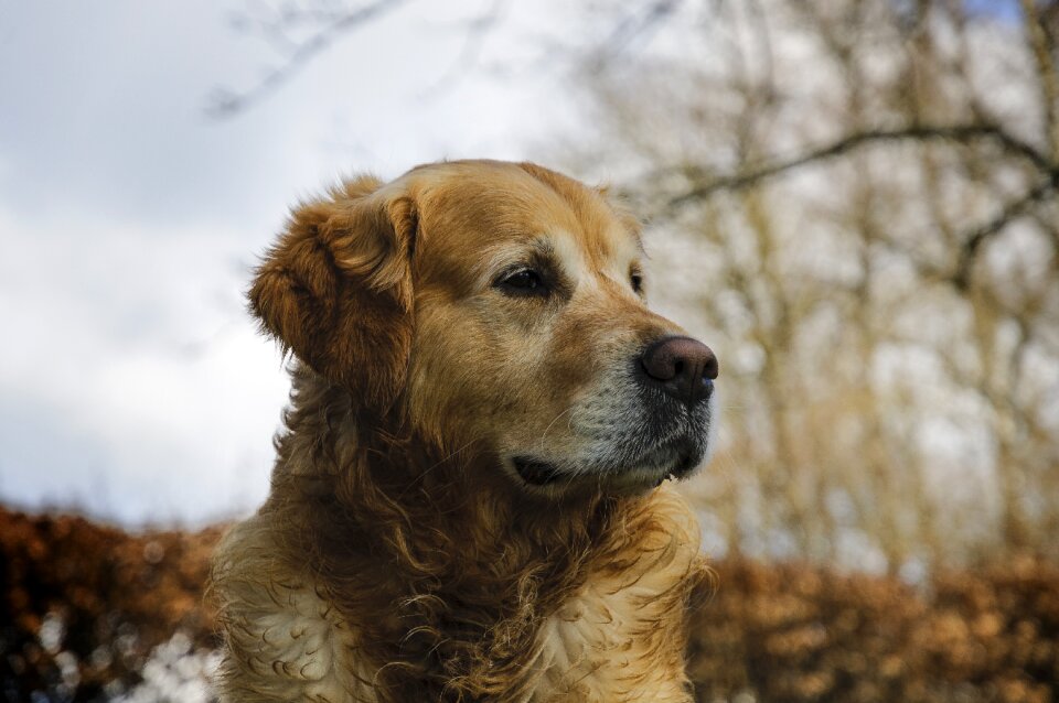 Golden retriever pet dog photo
