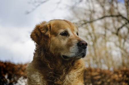 Golden retriever pet dog photo