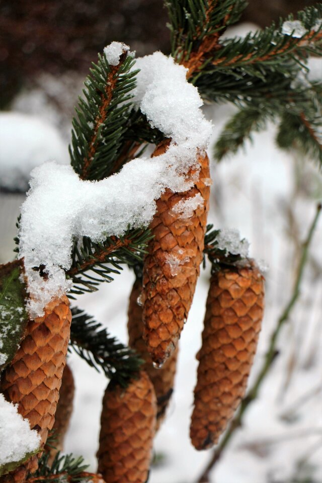 Christmas landscape needles tap photo