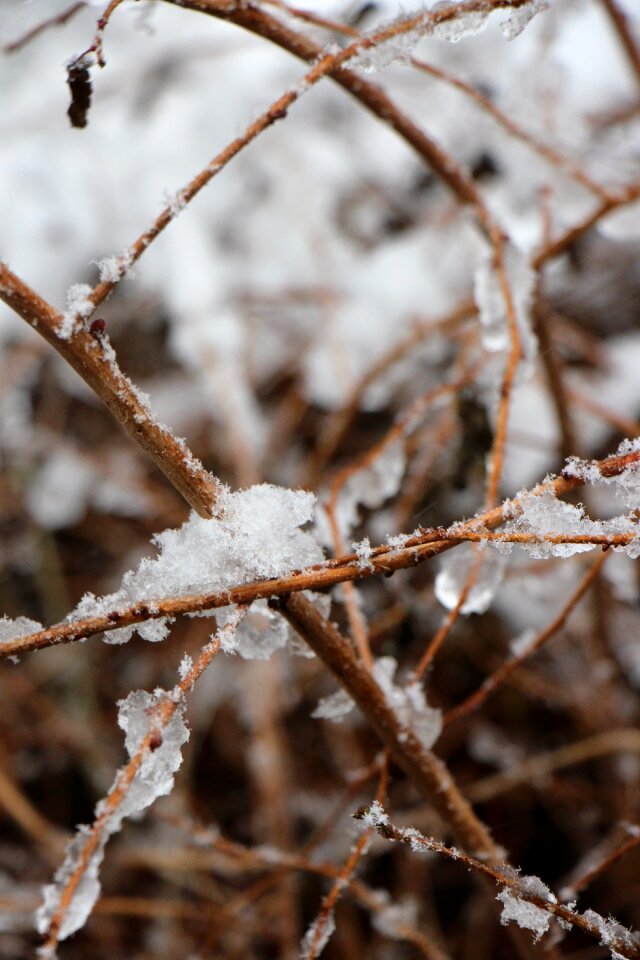 Branch ice frozen