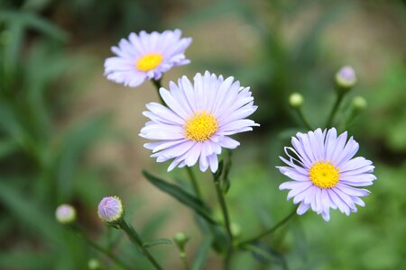 Plants see flowers behold